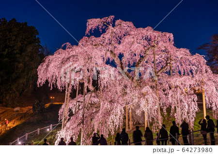 三春滝桜の写真素材