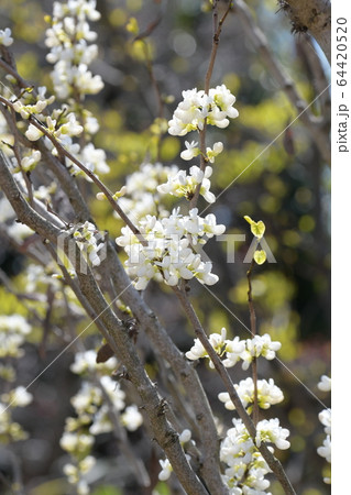 白蘇芳の花 木 すおうの写真素材