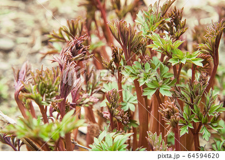 芍薬 しゃくやく 草 新芽の写真素材