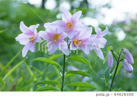 ひめゆり 花の写真素材