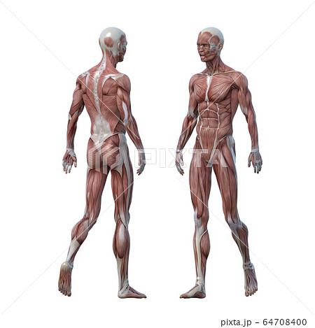 筋肉 解剖 3d 人体のイラスト素材
