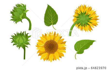 ヒマワリ 芽 双葉 成長のイラスト素材