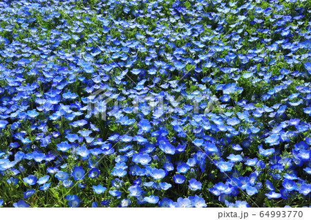 ネモフィラ ルリカラクサ 花 壁紙の写真素材