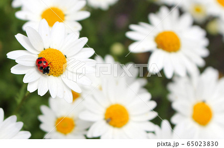 マーガレット 花 壁紙 模様の写真素材