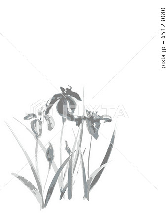 筆文字 菖蒲 花 文字のイラスト素材 Pixta