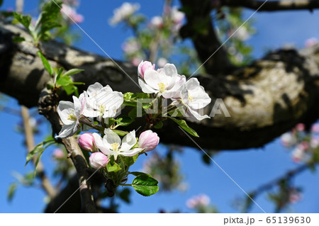 林檎の花の写真素材