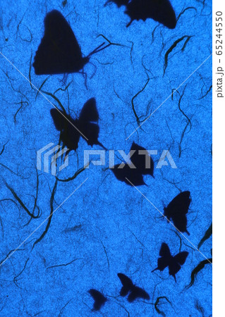 蝶々 シルエット 影 和の写真素材