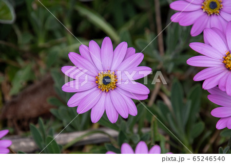 ディモルフォセカ 一年草 庭花 アフリカキンセンカの写真素材