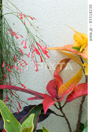 クロトン 花 沖縄 植物の写真素材