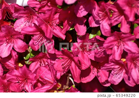 ショッキングピンク色の花の写真素材