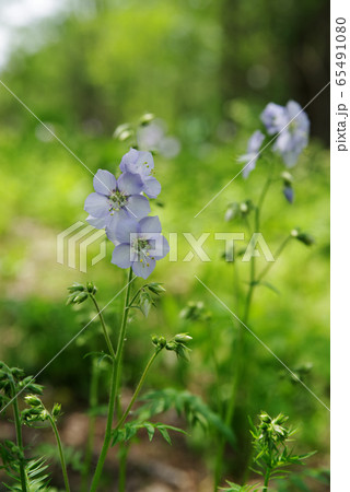 はなしのぶの写真素材