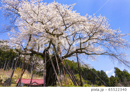 本郷の千年桜の写真素材