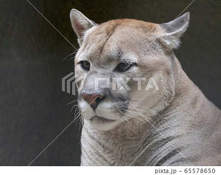 ジャガー 屋外 動物 顔の写真素材