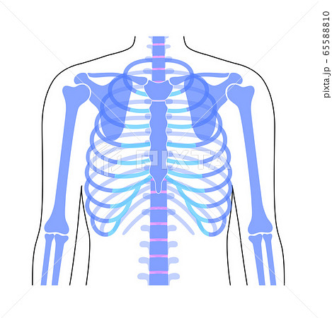肋骨のイラスト素材