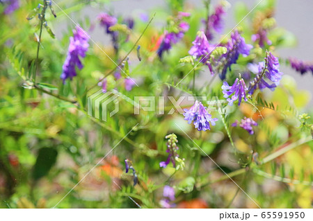 薄紫の花 雑草の写真素材