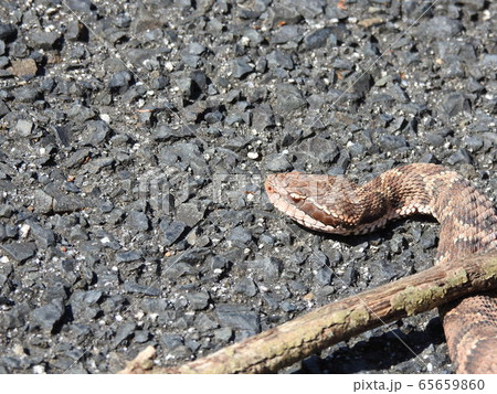 ガラガラヘビの写真素材