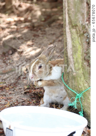 うさぎ 小動物 毛づくろい グルーミングの写真素材