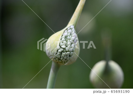 ニンニクの花の写真素材