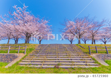 階段 雑草 土手 河川敷の写真素材