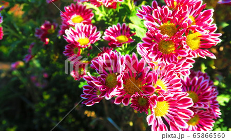 西洋菊 スプレーマム フラワーアレンジメントの写真素材