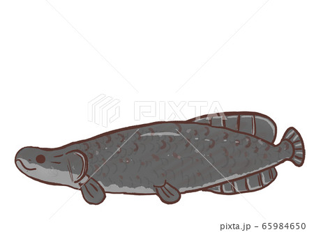 ピラルクのイラスト素材