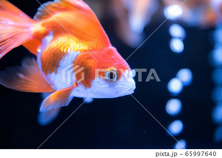金魚の写真素材集 ピクスタ