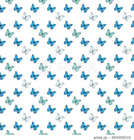 モルフォ蝶のイラスト素材