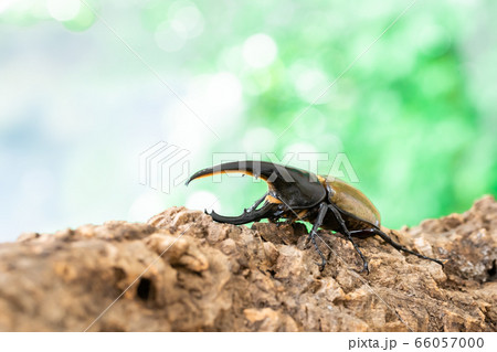 ヘラクレスオオカブトの写真素材