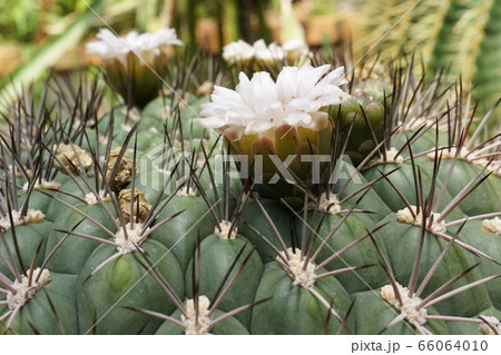 花 サボテン サボテンの花 新天地の写真素材