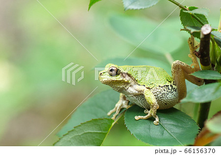 カエル 蛙 の写真素材集 ピクスタ