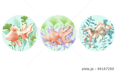 金魚 琉金 水草 水彩のイラスト素材