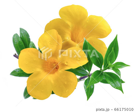 アラマンダ 花 植物 黄色の写真素材