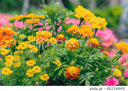 マリーゴールド 花壇の写真素材