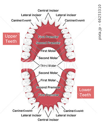 歯列のイラスト素材
