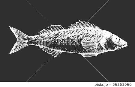 シーバス釣りのイラスト素材