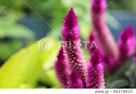 ケイトウ けいとうの花 ケイトウの花 赤紫色の花の写真素材