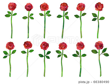 12本のバラのイラスト素材 - PIXTA