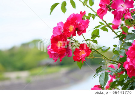 花 ドルトムント 赤色 植物の写真素材 花 ドルトムント 赤色 植物の写真素材