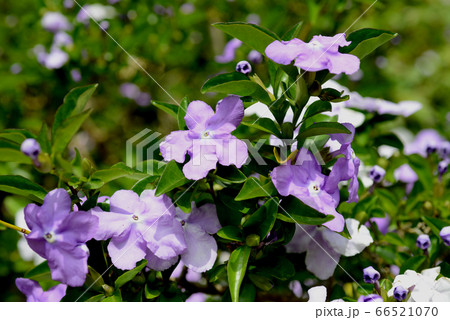 アメリカジャスミン 紫色 花 植物の写真素材