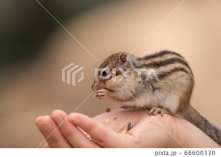 リス 小動物 茶色 シマリス 縞模様 すばしっこいの写真素材