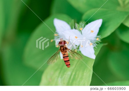 アブ かわいいの写真素材