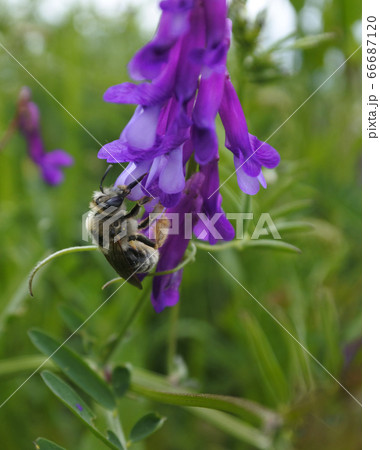 藤の花と虫の写真素材