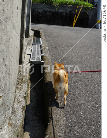 柴犬 犬 後姿 歩くの写真素材