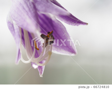 花 おしべ めしべ ギボウシの写真素材