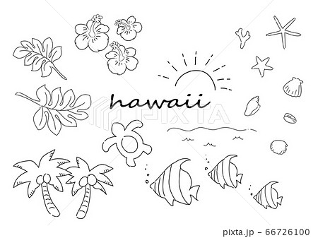 ウミガメ ハワイのイラスト素材