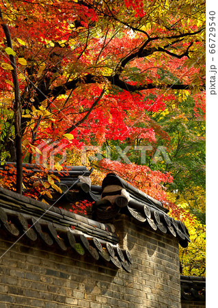 輝く 金 背景 きれい 紅葉 風景 イラスト 自然 秋の写真素材