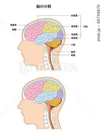 脳断面 頭部の写真素材