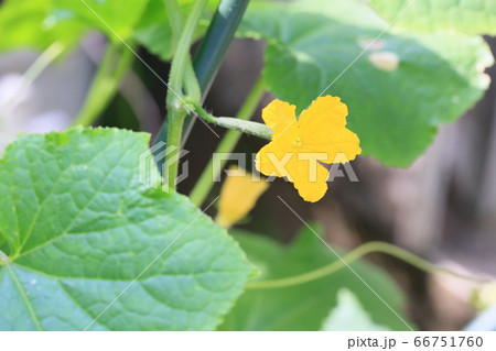 葉 キュウリ ツル 花 胡瓜の写真素材