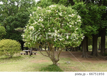 ねずみもちの花の写真素材