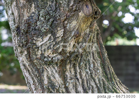 コナラ 樹皮 木肌 表面の写真素材